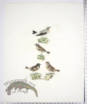 Wheat Ear; Whin Chat; Stone Chat-M/F